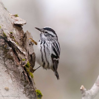 Black-and-White Warbler