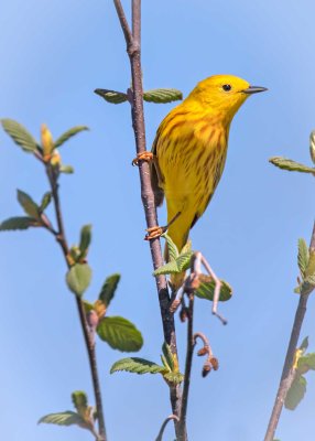 Yellow Warbler