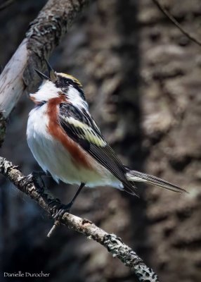 Chestnut-sided Warbler