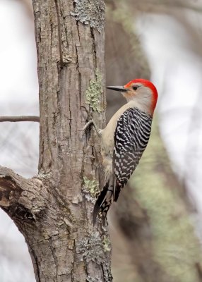 Red-bellied Woodpecker