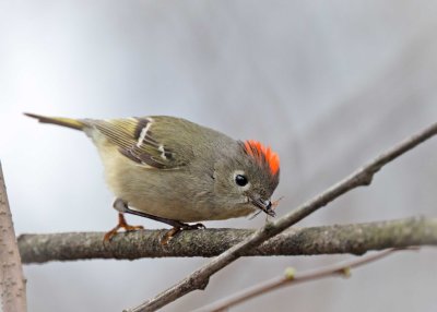 Ruby-crowned Kinglet