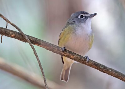Blue-headed vireo