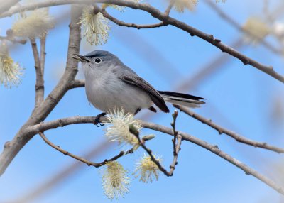 Blue-gray Gnatcatcher