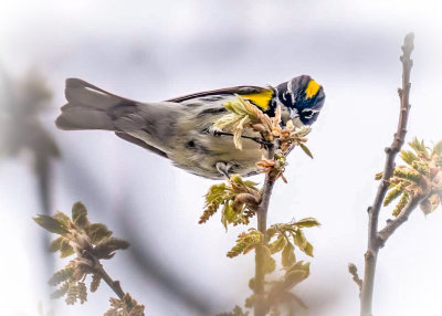 Yellow-rumped Warbler
