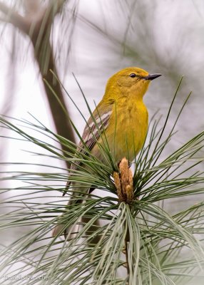 Pine Warbler
