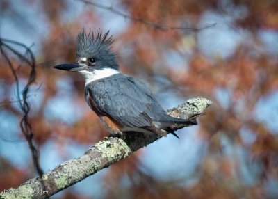Belted Kingfisher