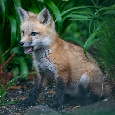 Fox kit