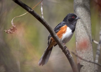 Eastern Towhee