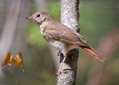 Hermit Thrush