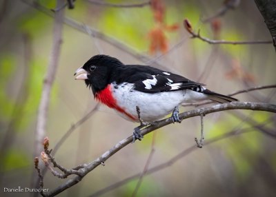 Rose-breasted Grosbeak