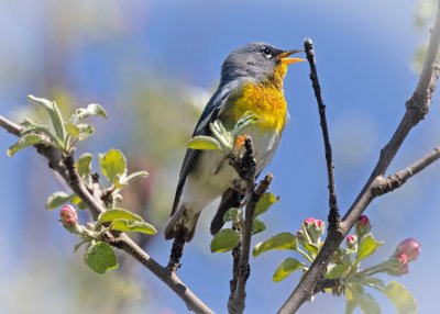 Northern Parula