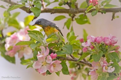 Northern Parula