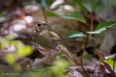 Ovenbird