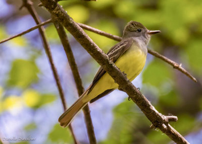 Great-crested Flycatcher