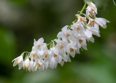 Styrax obassia