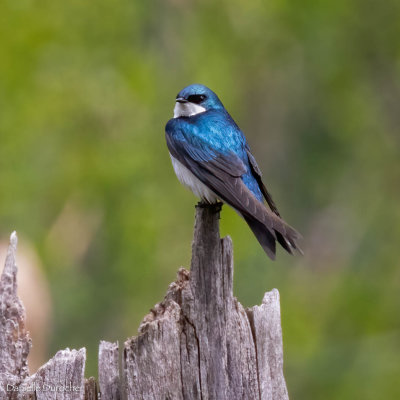 Tree Swallow