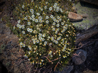 Diapensia