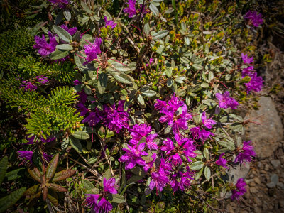 Lapland Rosebay