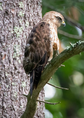 Broad-winged Hawk