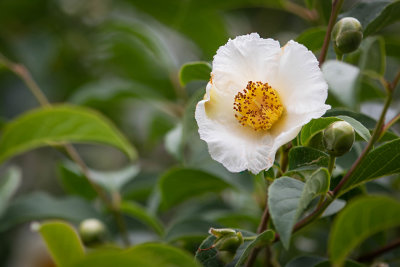 Stewartia 