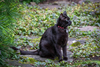 neighborhood cat