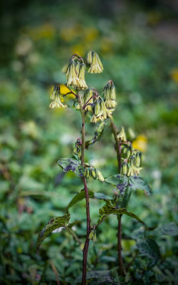 Bootts Rattlesnake-root