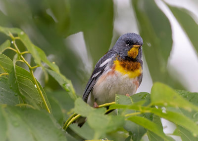 Northern Parula