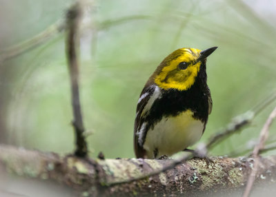 Black-throated Green Warbler