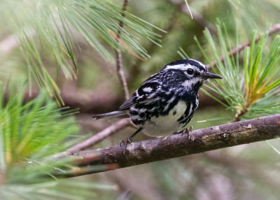 Black-and-white Warbler
