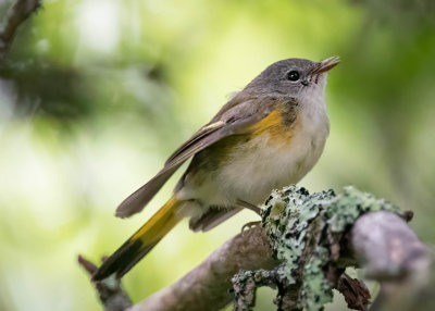 American Redstart (f)