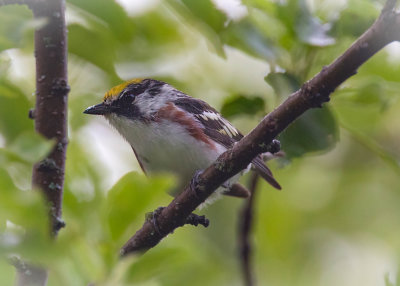 Chestnut sided warbler
