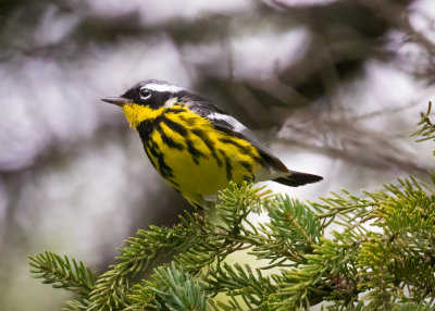 Magnolia warbler