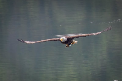Bald Eagle