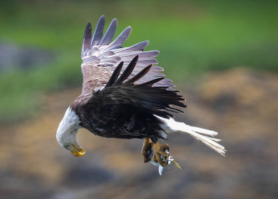 Bald Eagle