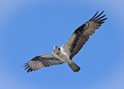 Osprey