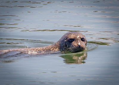Harbor Seal