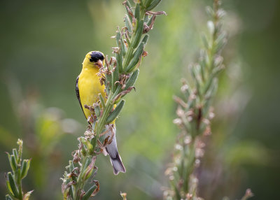 American Goldfinch (m)