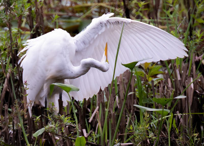 Great Egret