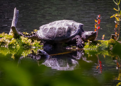 Snapping turtle