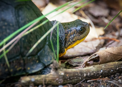 Blandings turtle