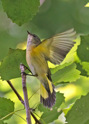 American Redstart (f)