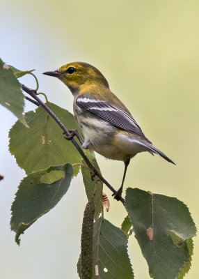 Black-throated Green Warbler
