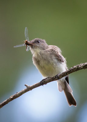 Eastern Phoebe