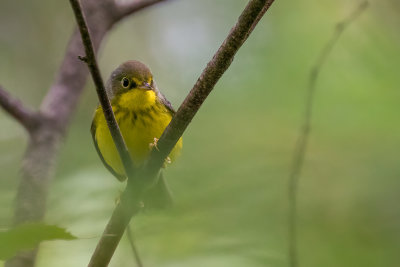 Canada Warbler in the rain