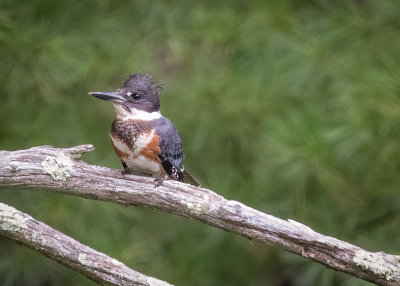 Belted Kingfisher (f)