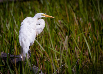Great Egret