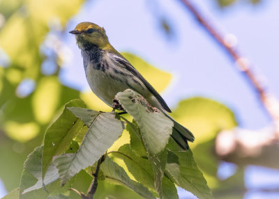Black-throated Green Warbler