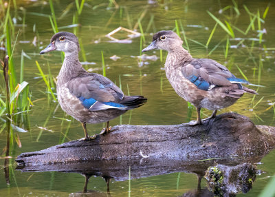 Wood Ducks