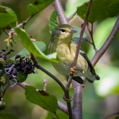 Blackpoll Warbler