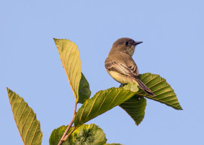 Eastern Phoebe